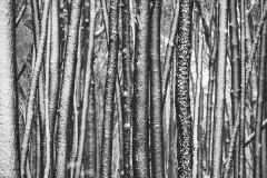 Winter's Ink