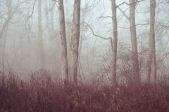 Echoes in the Haze