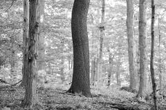 Between Light and Bark