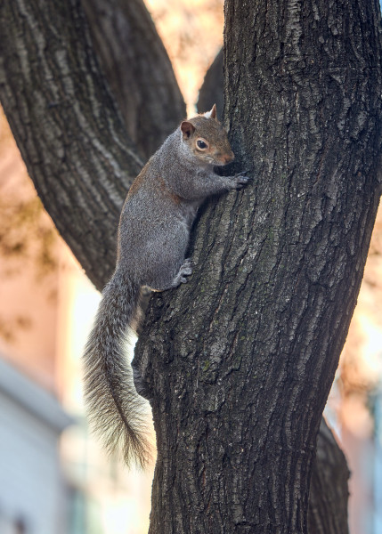 Urban Squirrel