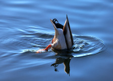 Head Under Water