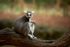 Lurking Lemur