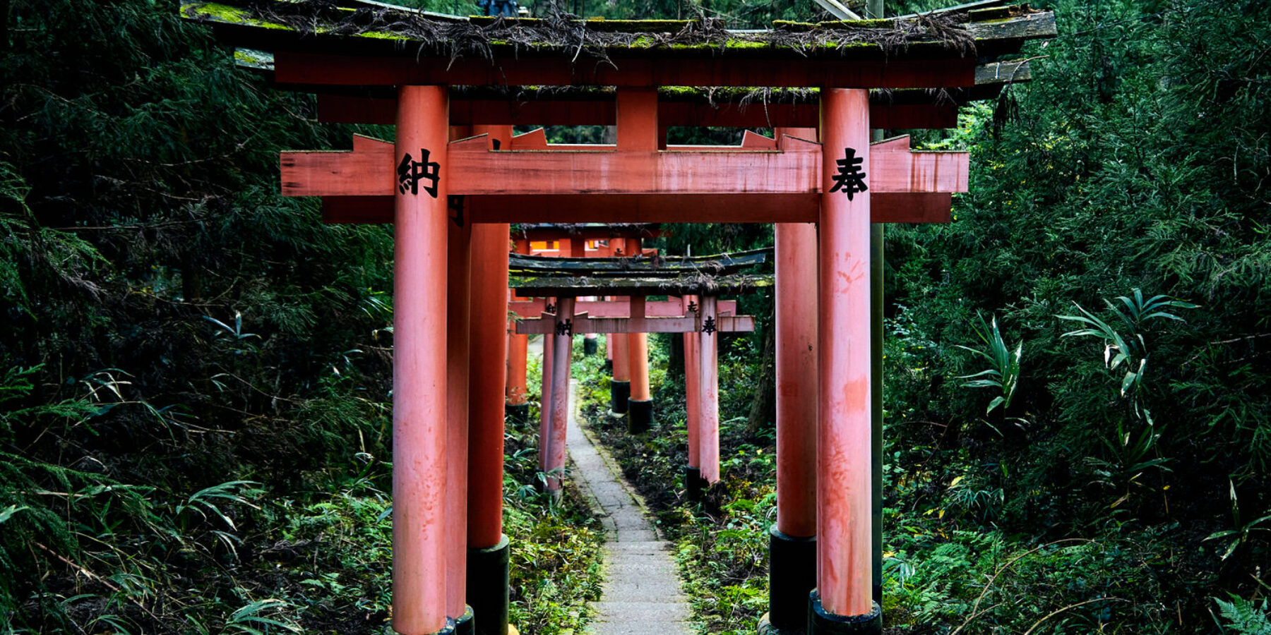 Old Meets New in Kyoto: Tea Traditions and Trains Through Time