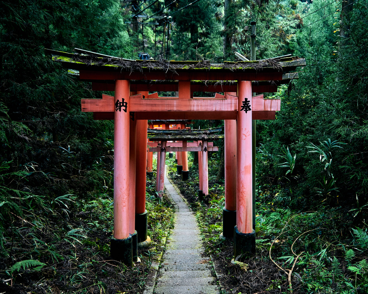 Old Meets New in Kyoto: Tea Traditions and Trains Through Time