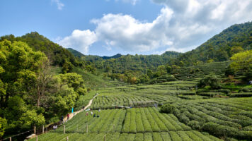 A Living Painting: Hangzhou